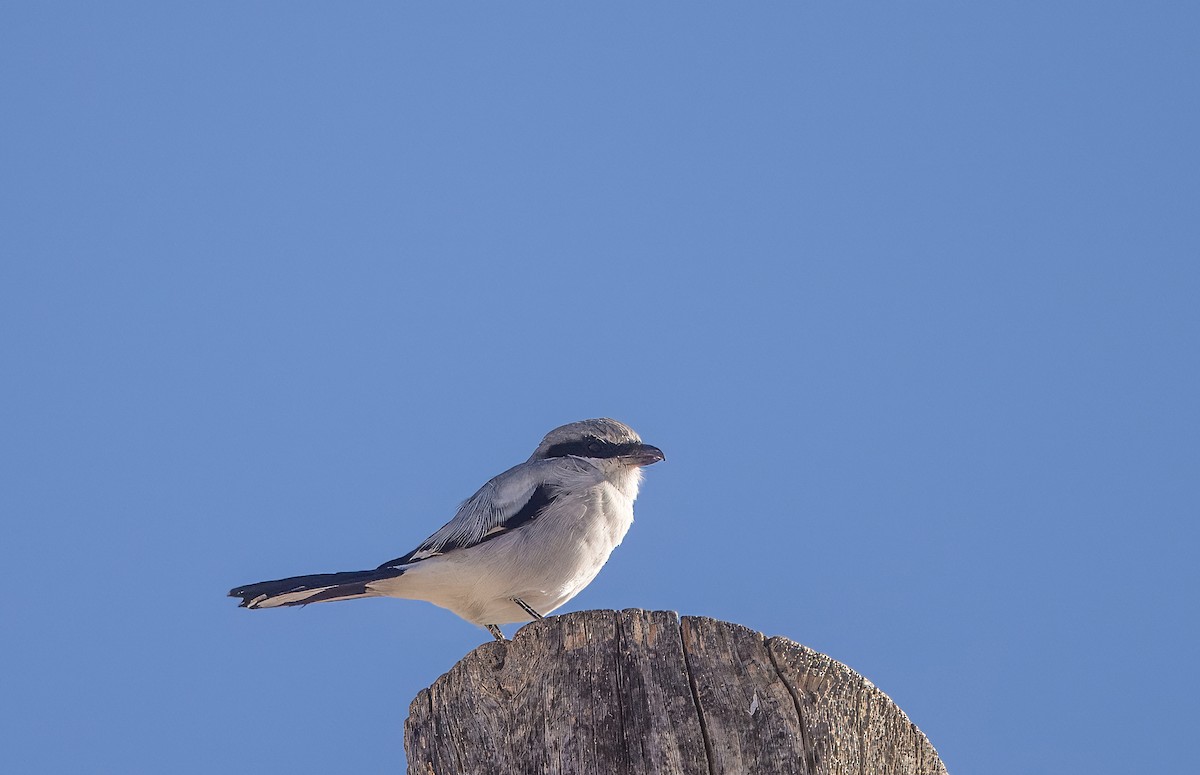 Loggerhead Shrike - ML645619393