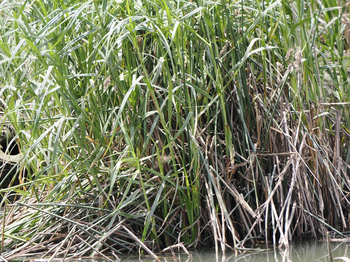 Australian Reed Warbler - ML645619394