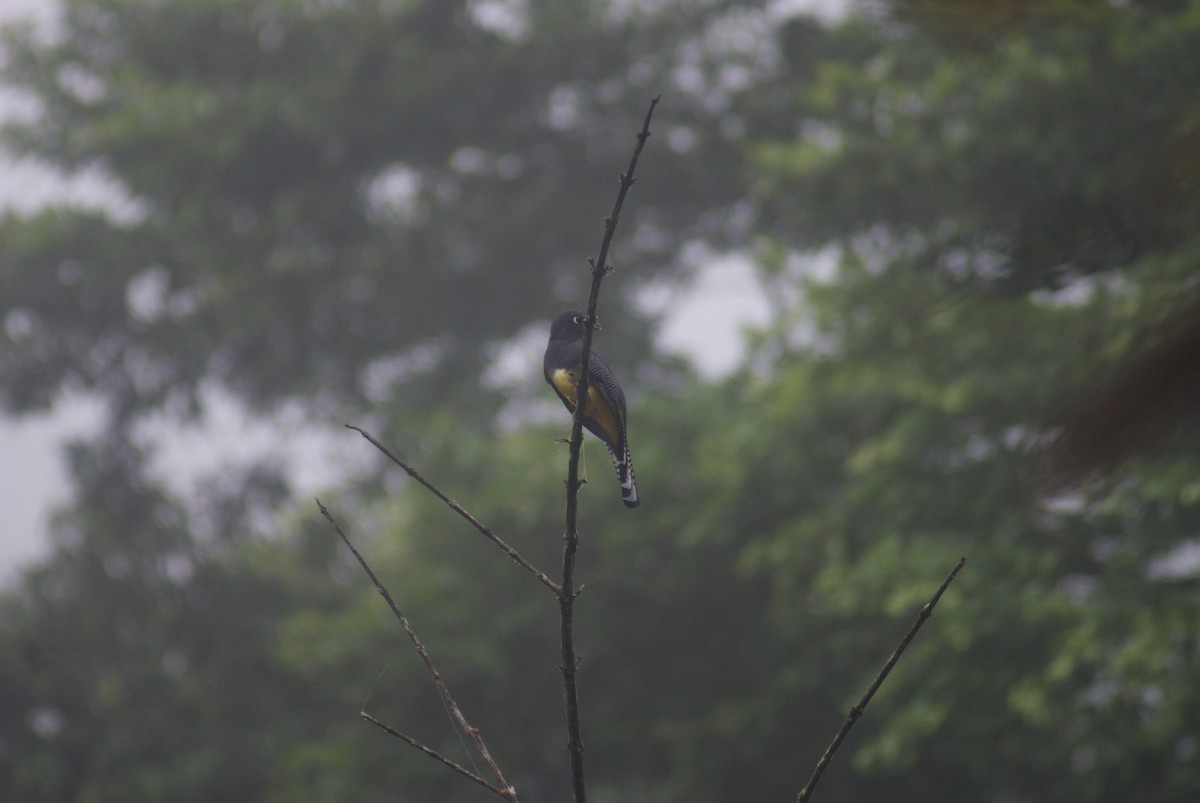 Gartered Violaceous Trogon - ML645619395