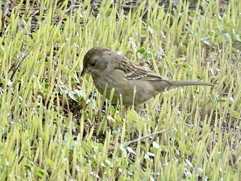 Golden-crowned Sparrow - ML645619396
