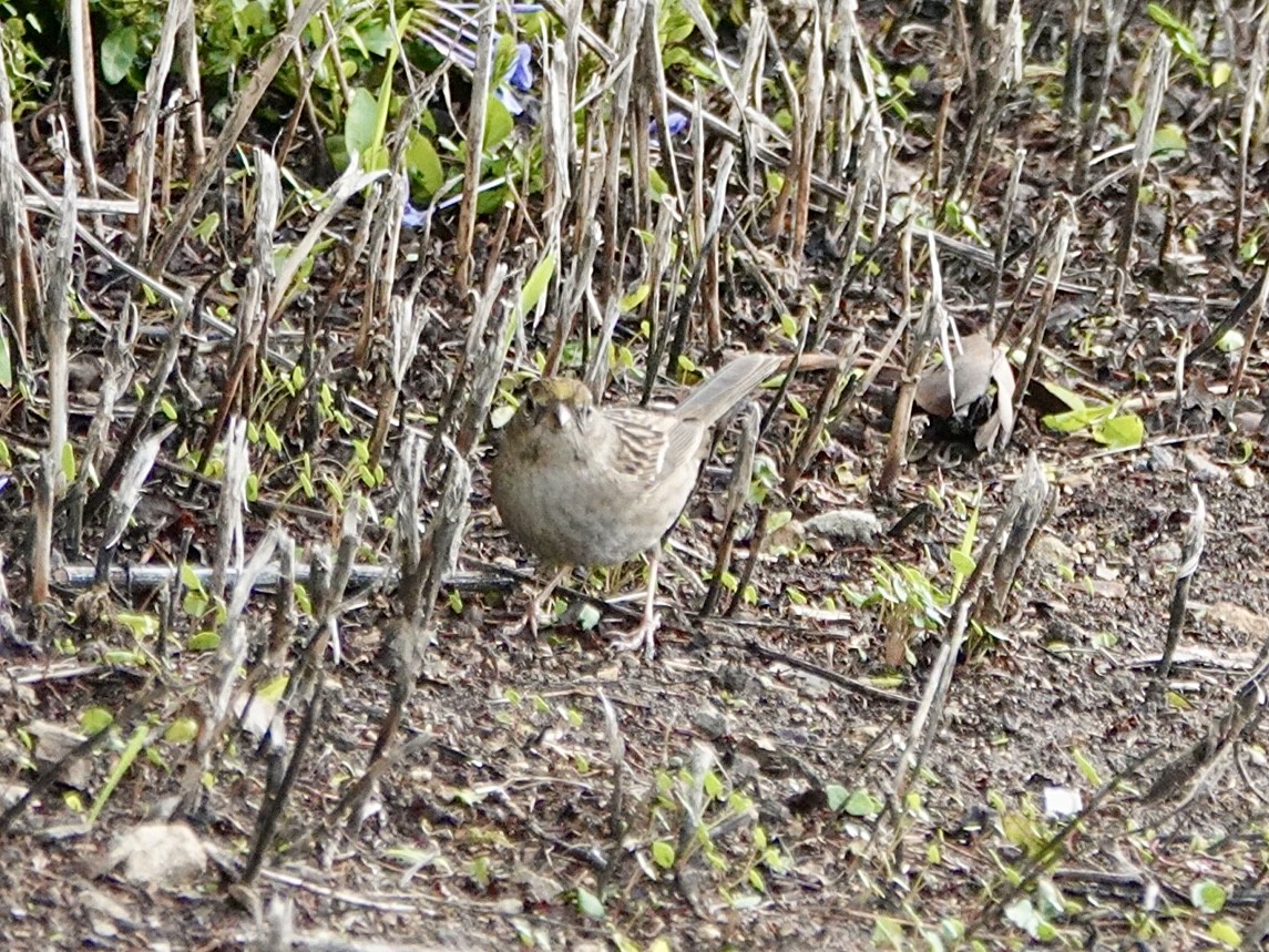 Golden-crowned Sparrow - ML645619397