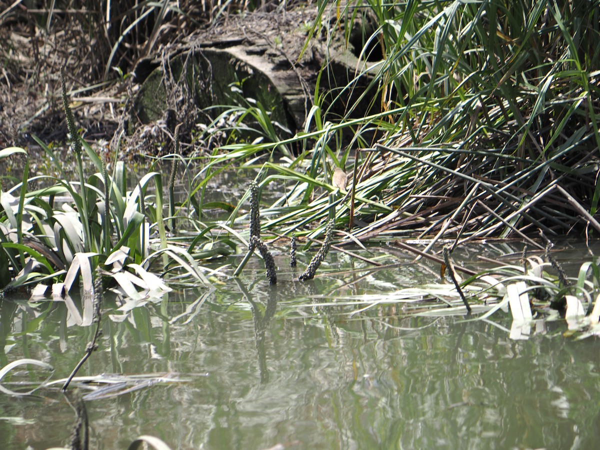 Australian Reed Warbler - ML645619398