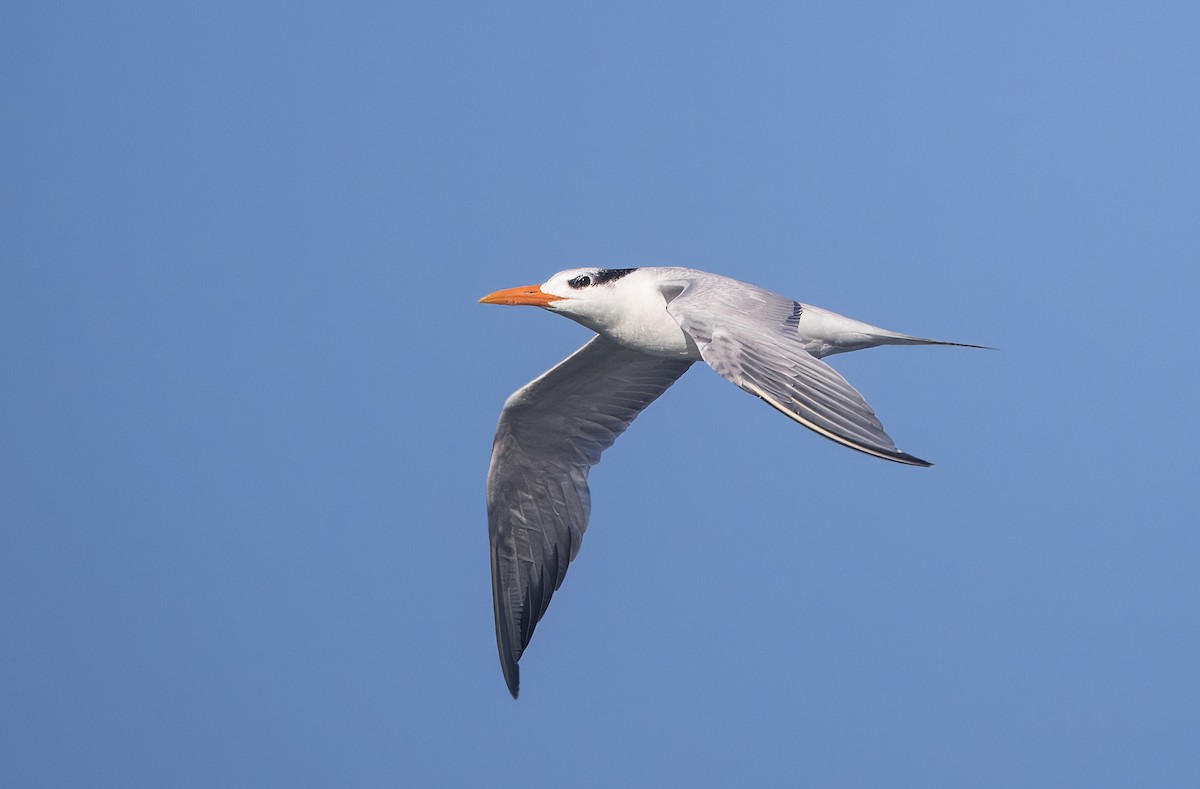 Elegant Tern - ML645619401
