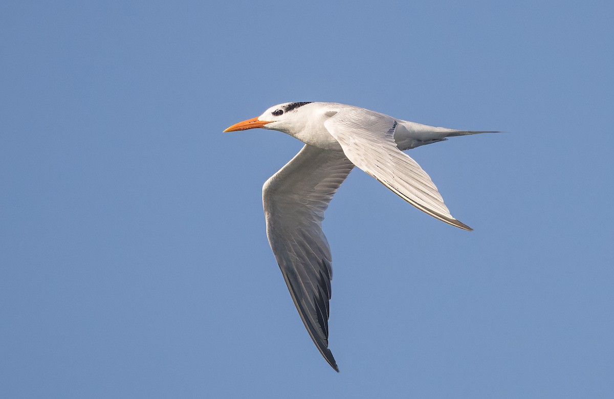 Elegant Tern - ML645619402