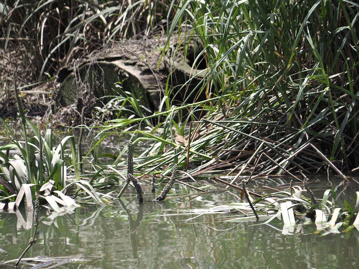 Australian Reed Warbler - ML645619403