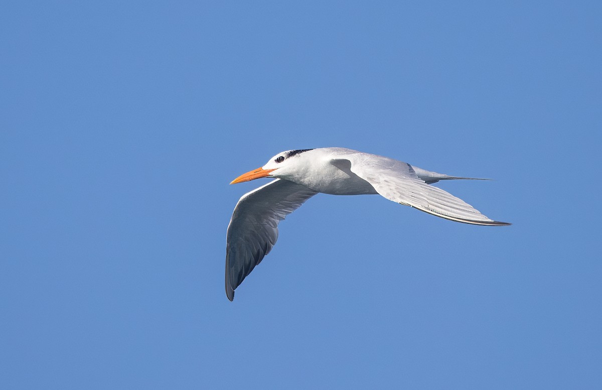 Elegant Tern - ML645619404