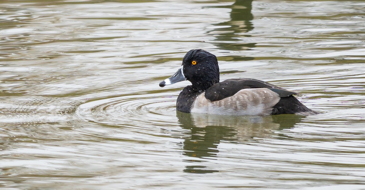 環頸潛鴨 - ML645619405