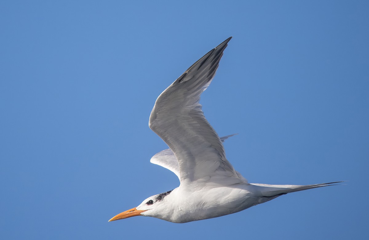 Elegant Tern - ML645619406