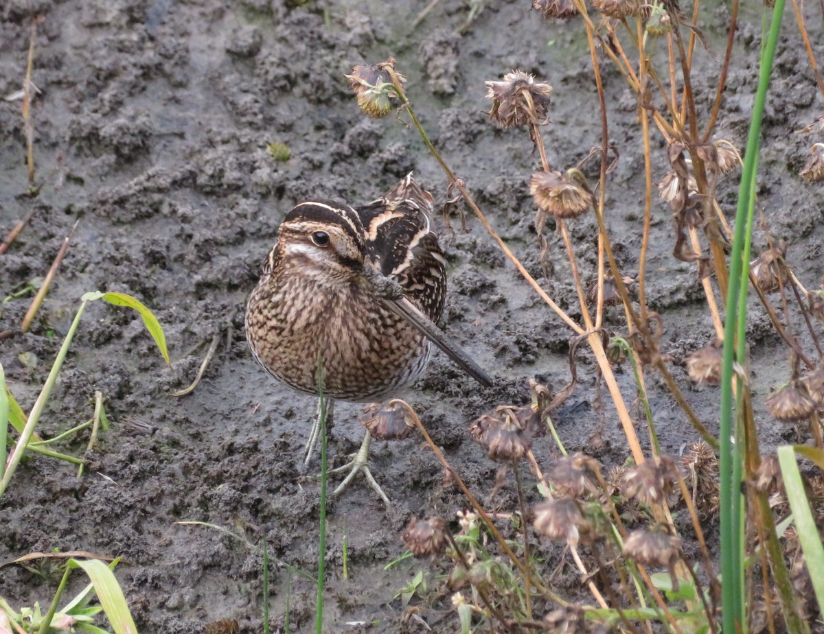 Killdeer - ML645619407