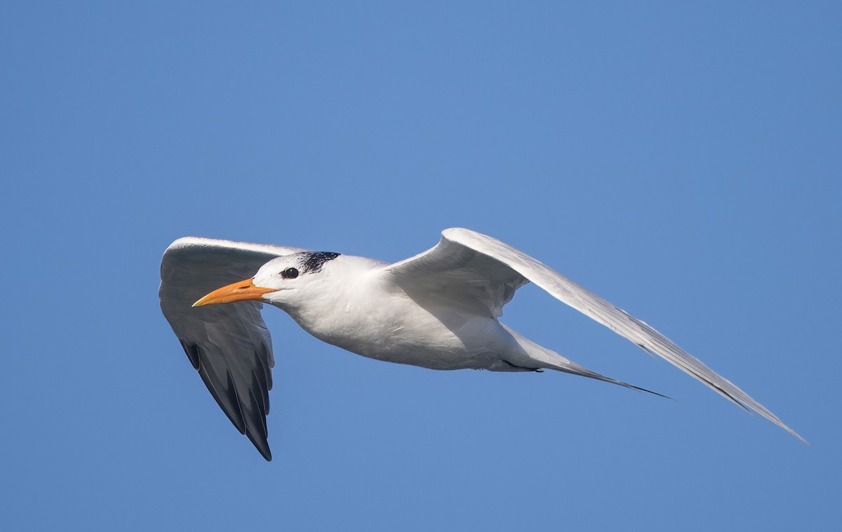 Elegant Tern - ML645619408