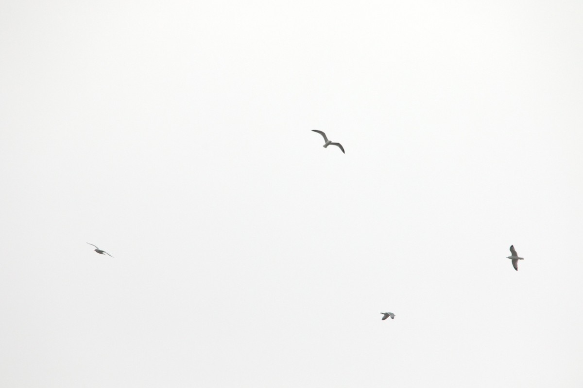 Ring-billed Gull - ML645619409