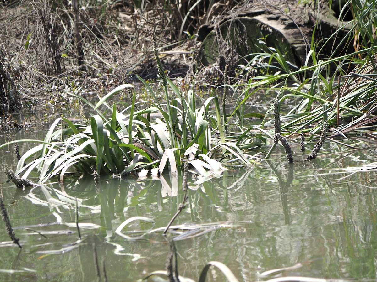 Australian Reed Warbler - ML645619410