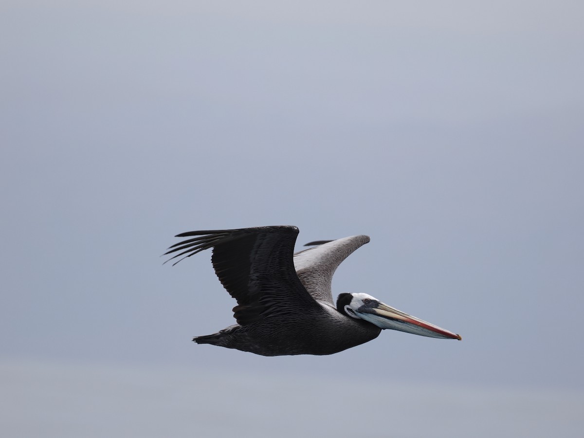 Peruvian Pelican - ML645619412