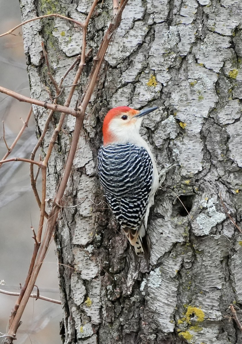 Red-bellied Woodpecker - ML645619415