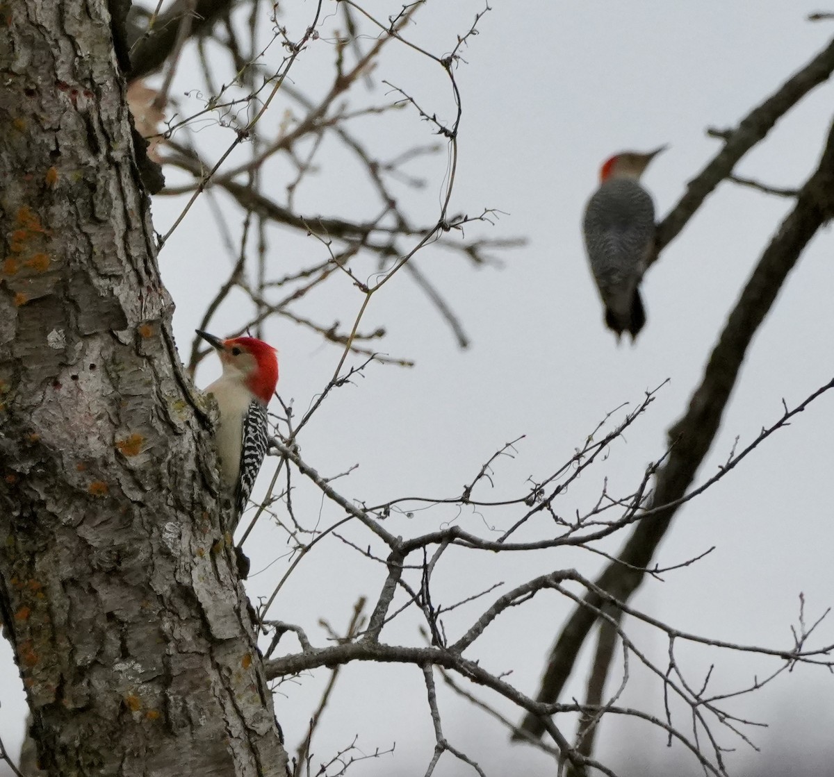 Red-bellied Woodpecker - ML645619416