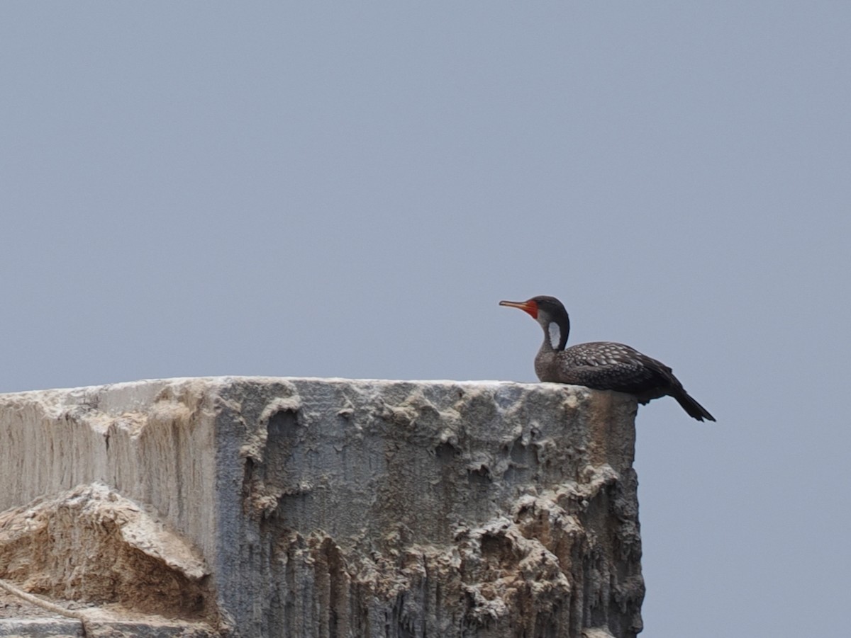 Red-legged Cormorant - ML645619417