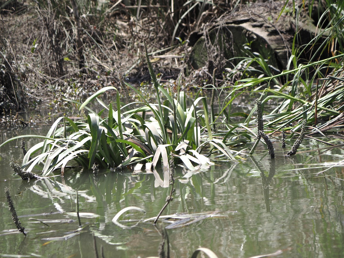 Australian Reed Warbler - ML645619419