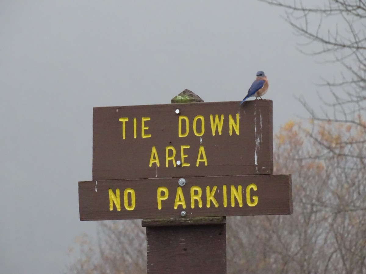 Eastern Bluebird - ML645619420