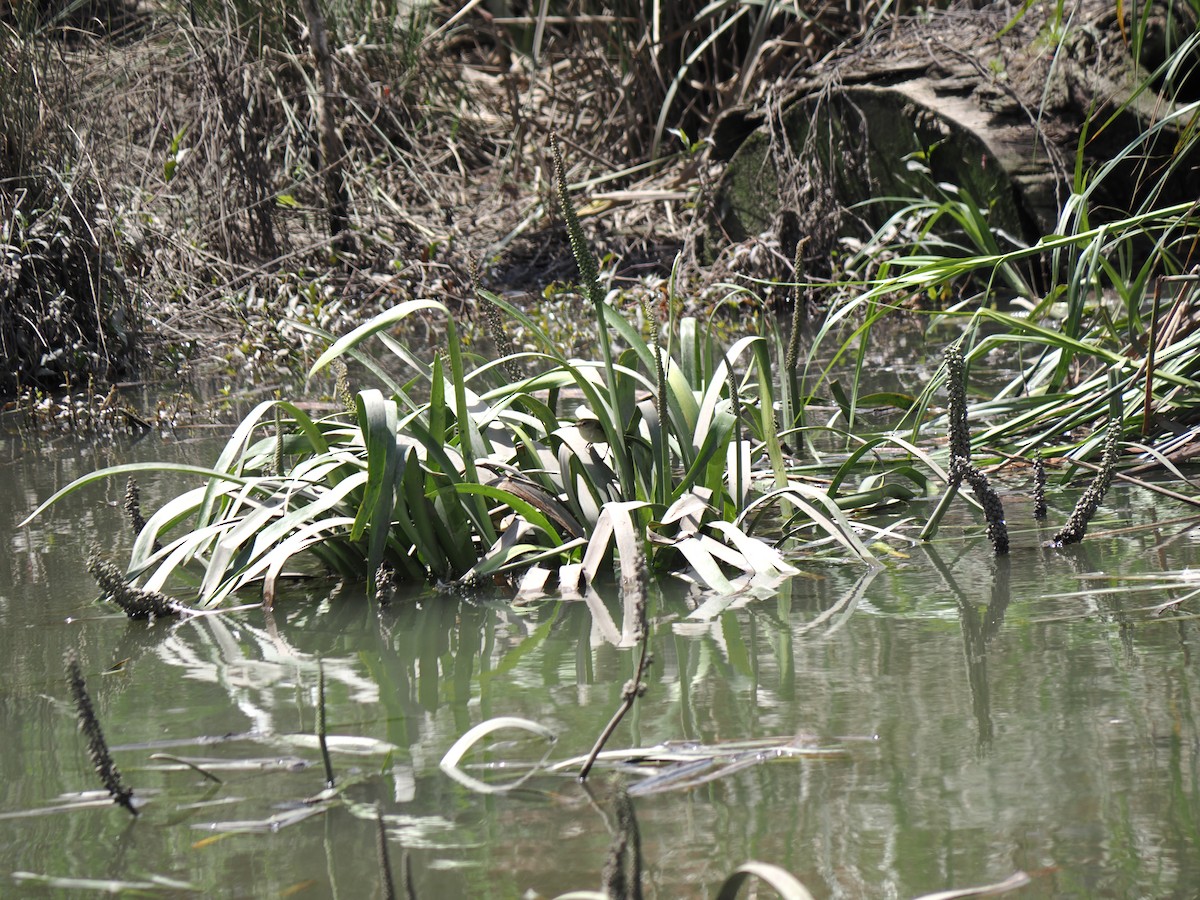 Australian Reed Warbler - ML645619421