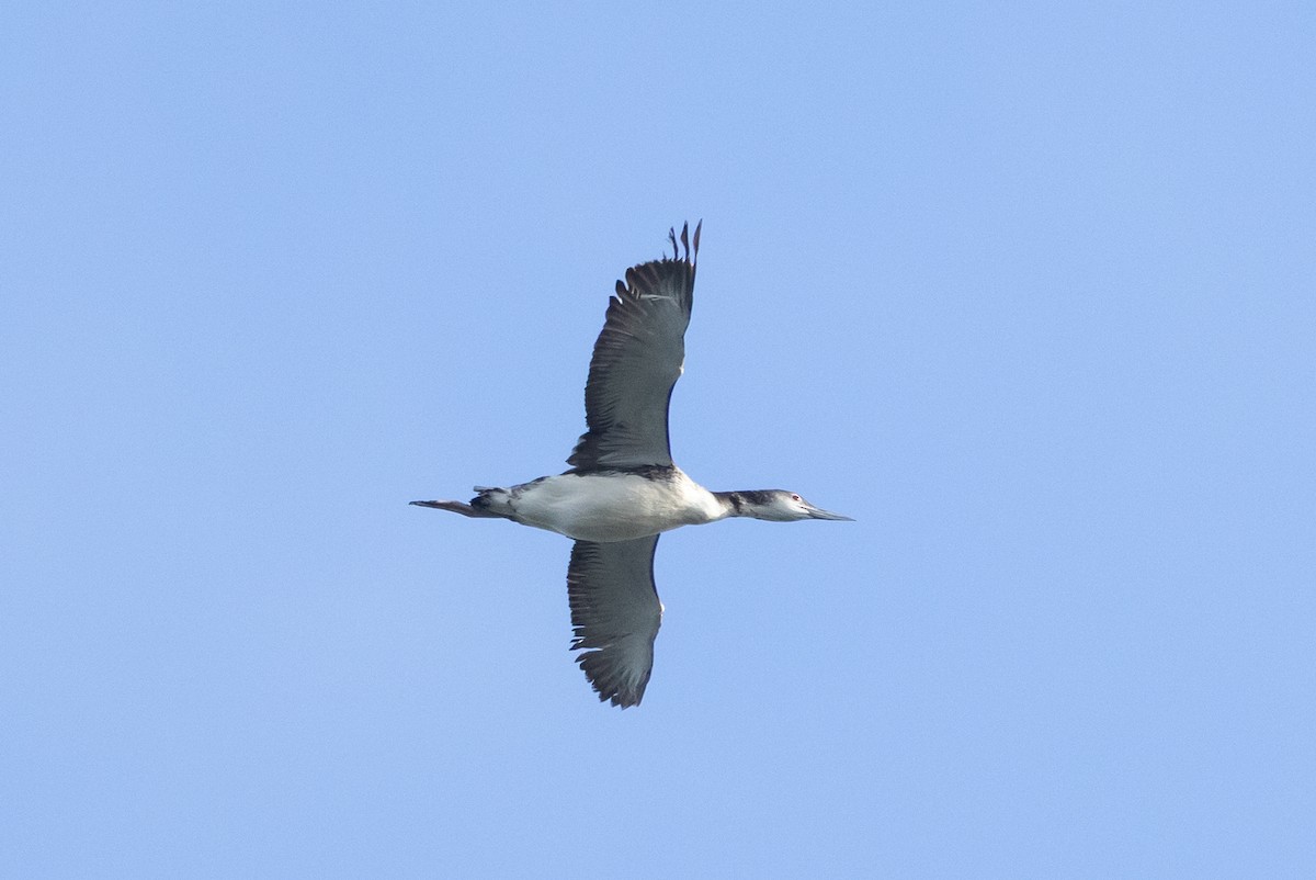 Common Loon - ML645619422