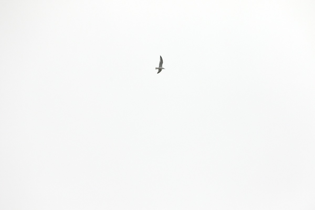 Ring-billed Gull - ML645619423