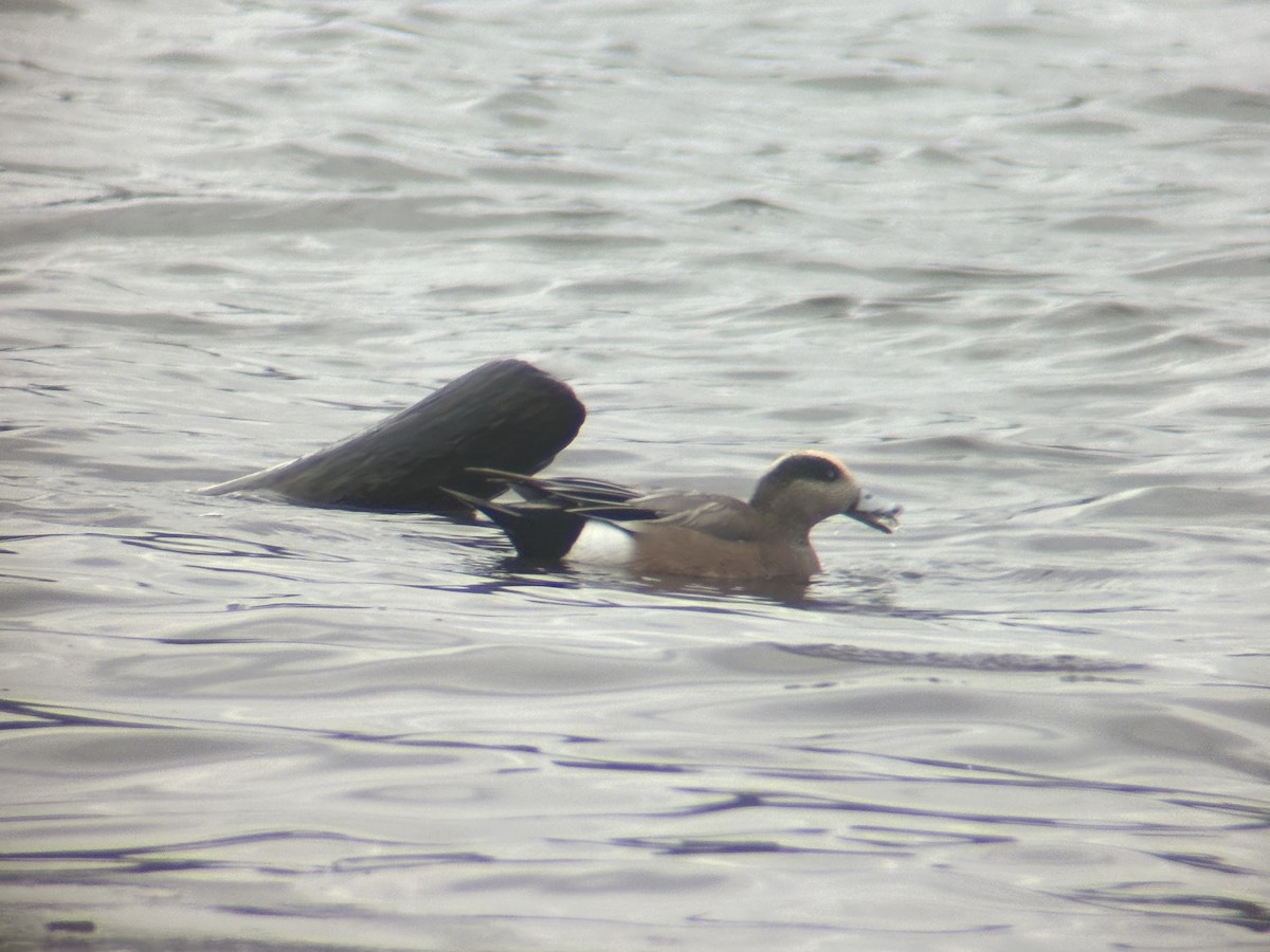 葡萄胸鴨 - ML645619424