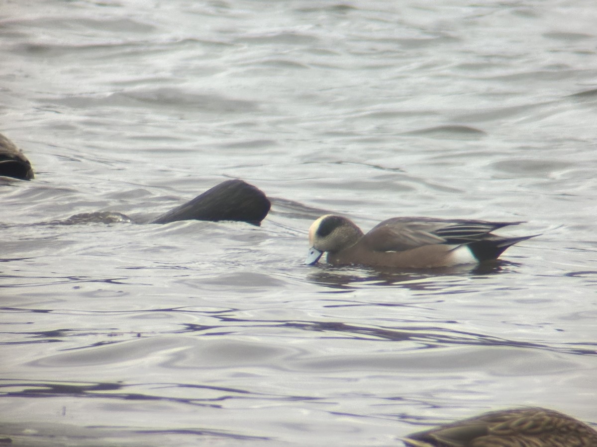葡萄胸鴨 - ML645619425