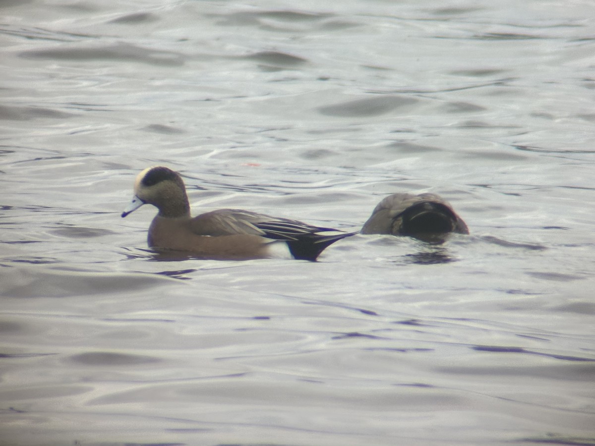 葡萄胸鴨 - ML645619426