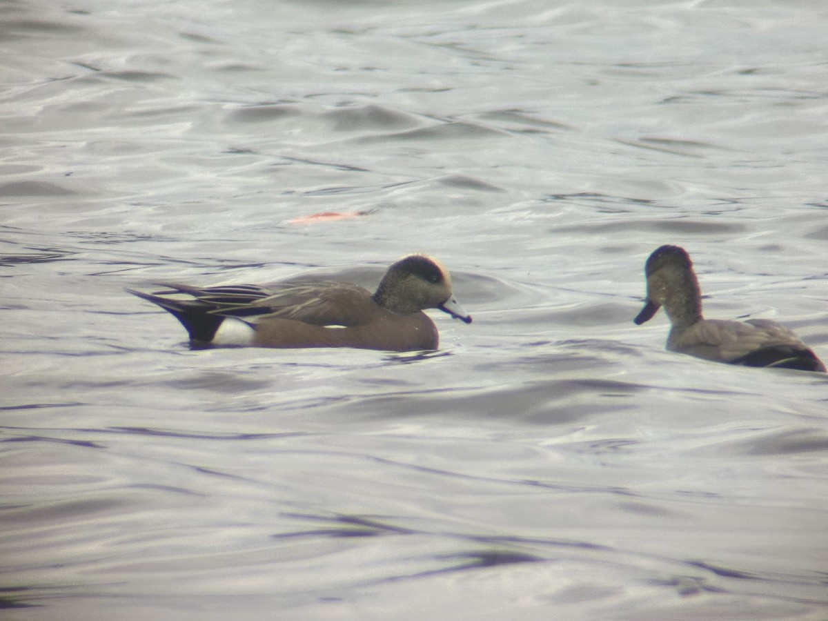 葡萄胸鴨 - ML645619427