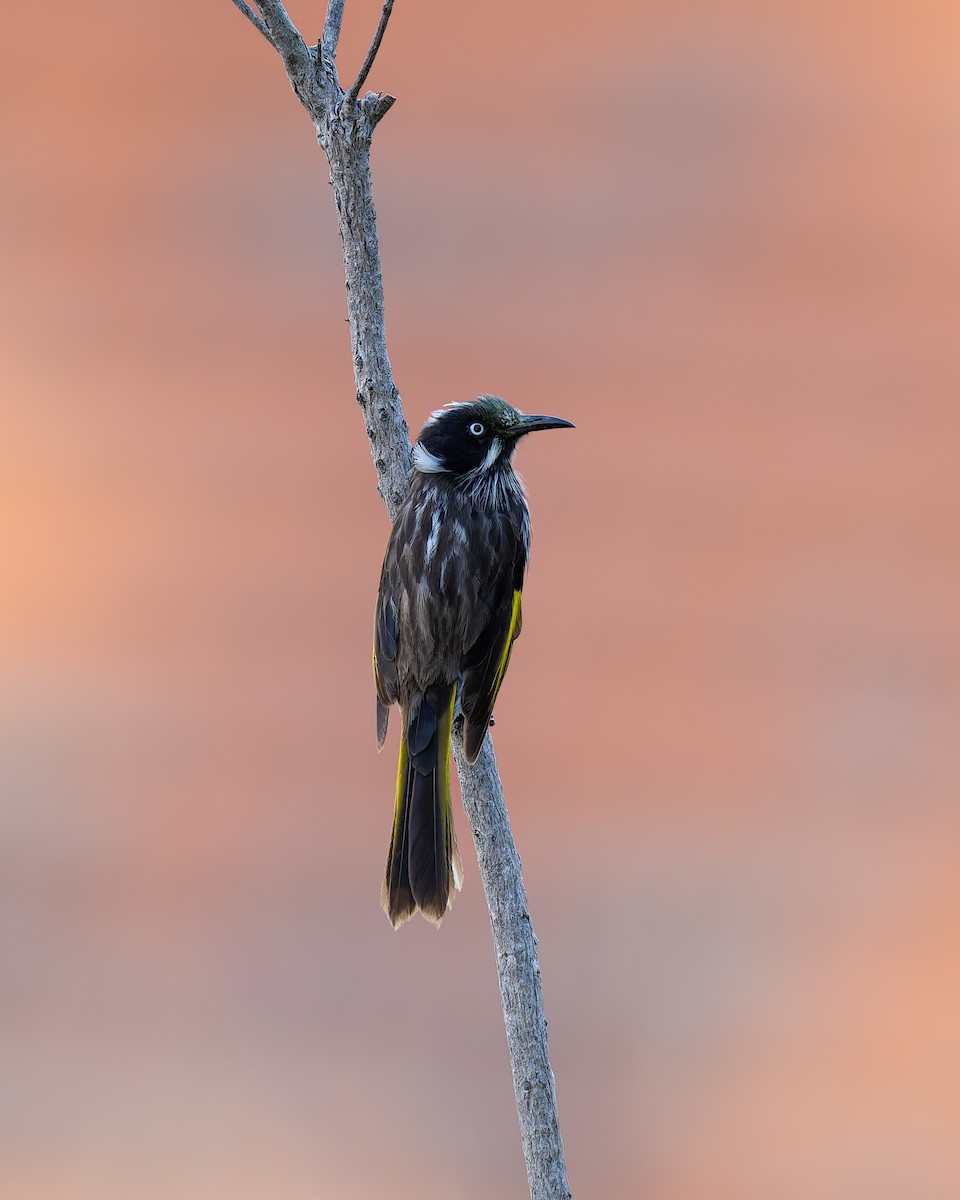 New Holland Honeyeater - ML645619428