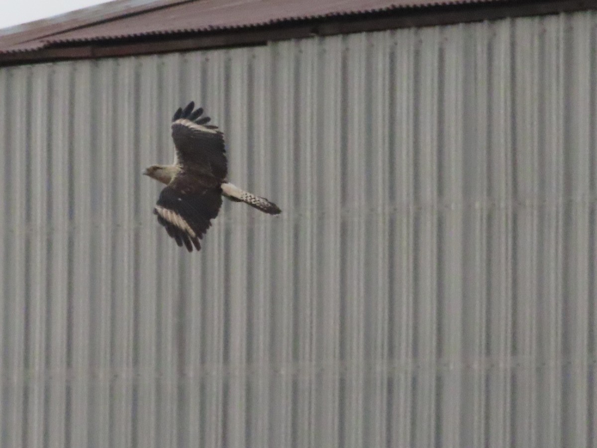 Yellow-headed Caracara - ML645619430