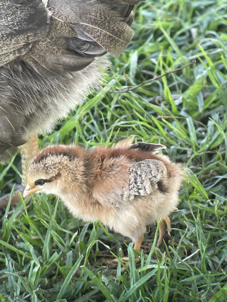 家雞(馴化) - ML645619433