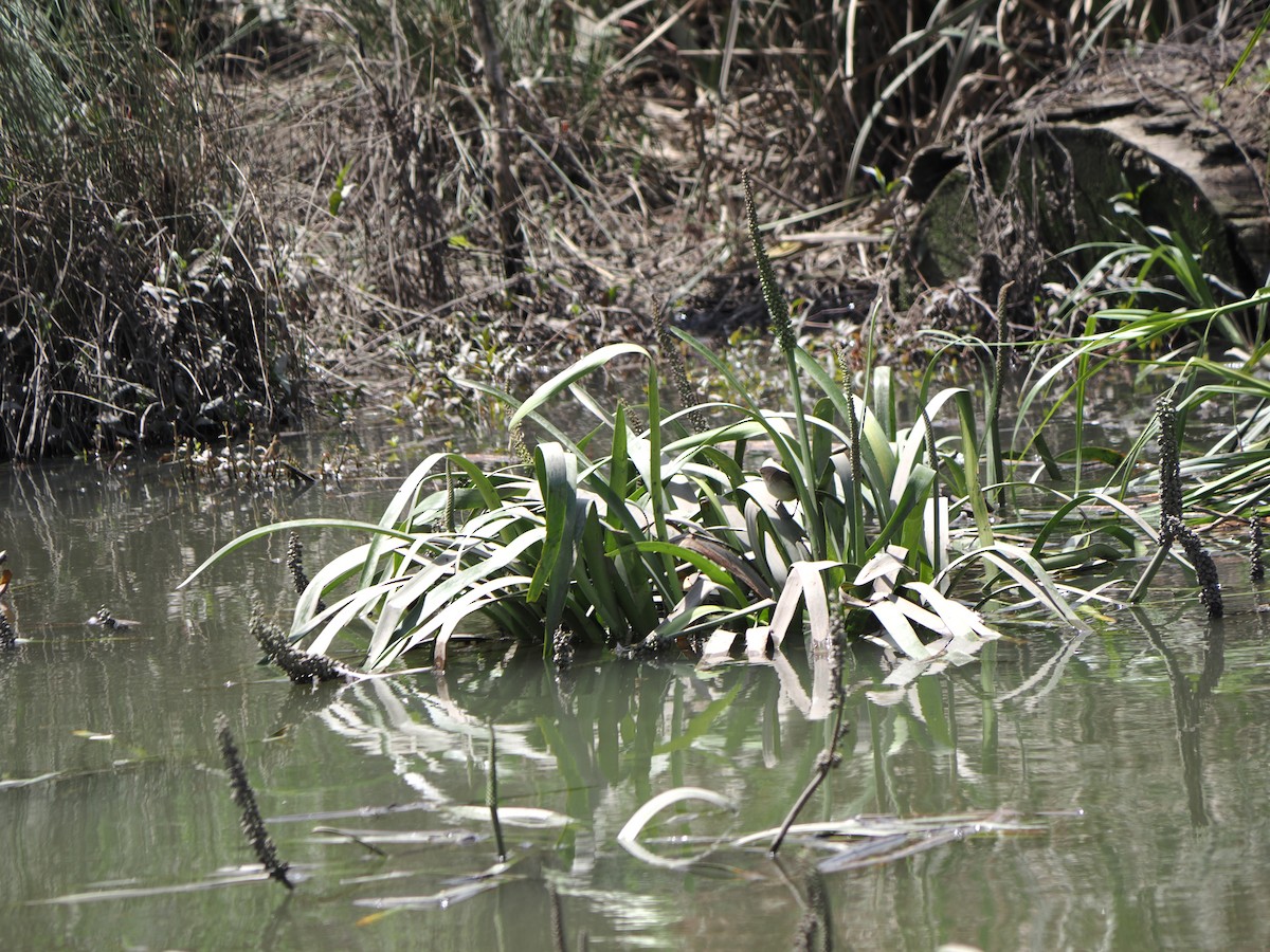 Australian Reed Warbler - ML645619435