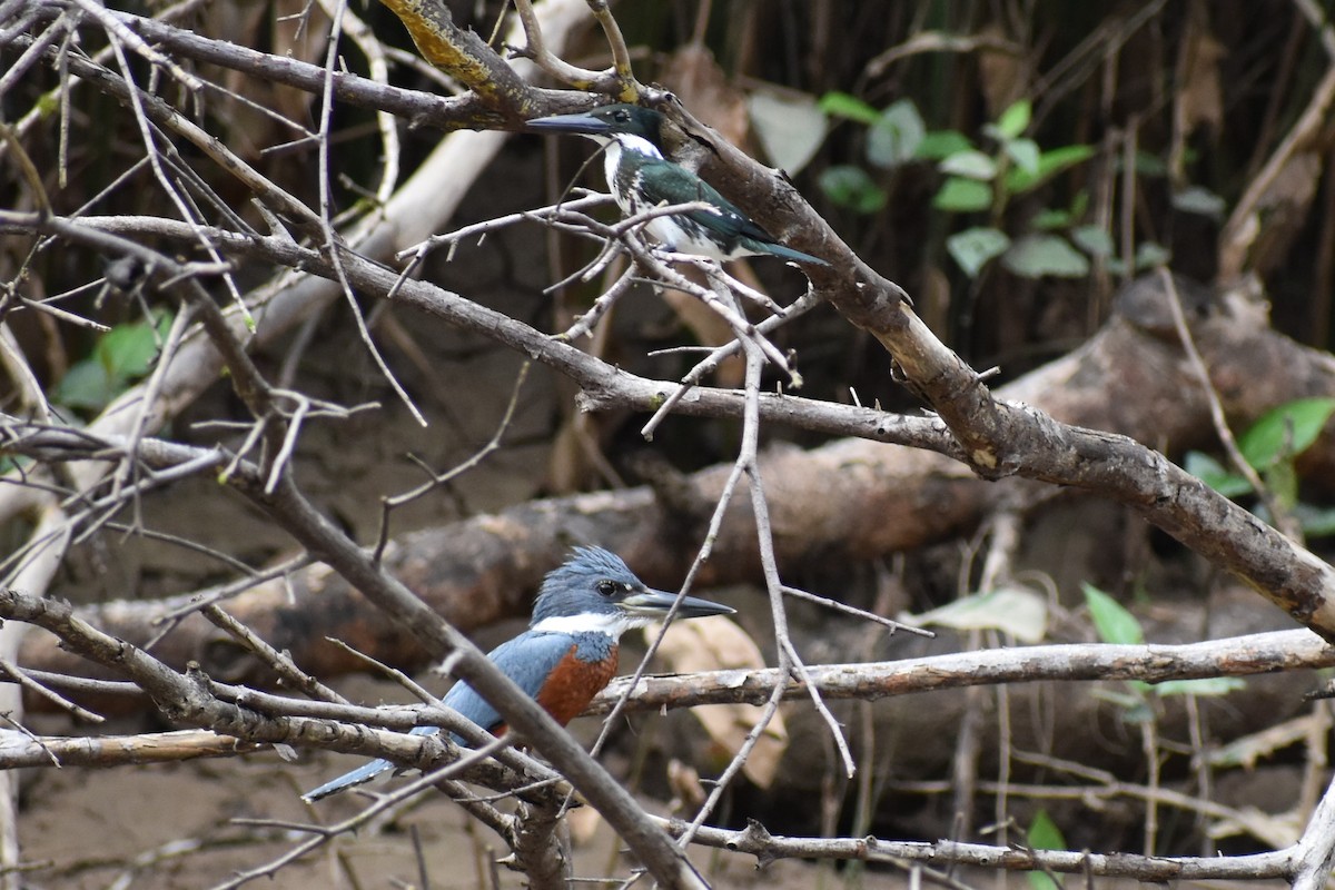 Amazon Kingfisher - ML645619448