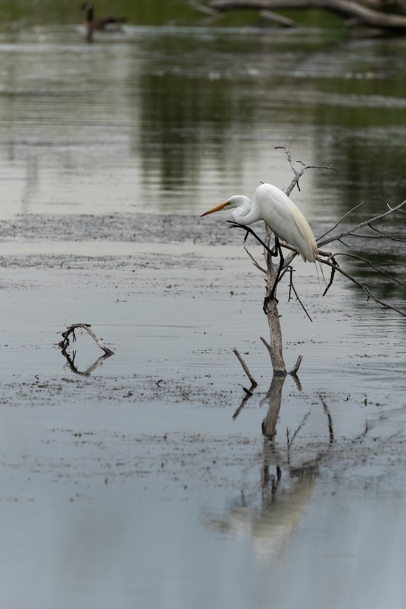 Great Egret - ML645619449