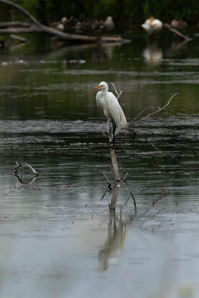 Great Egret - ML645619450
