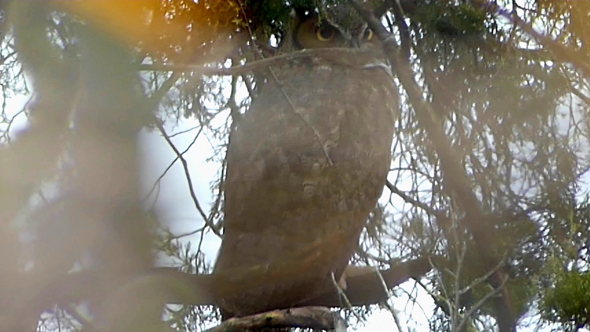 Great Horned Owl - ML645619460