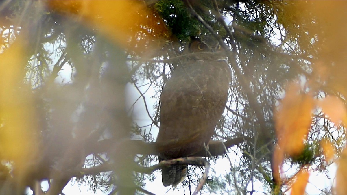 Great Horned Owl - ML645619461