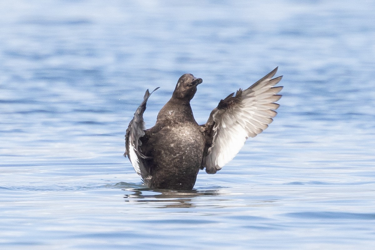 White-winged Scoter - ML645619462