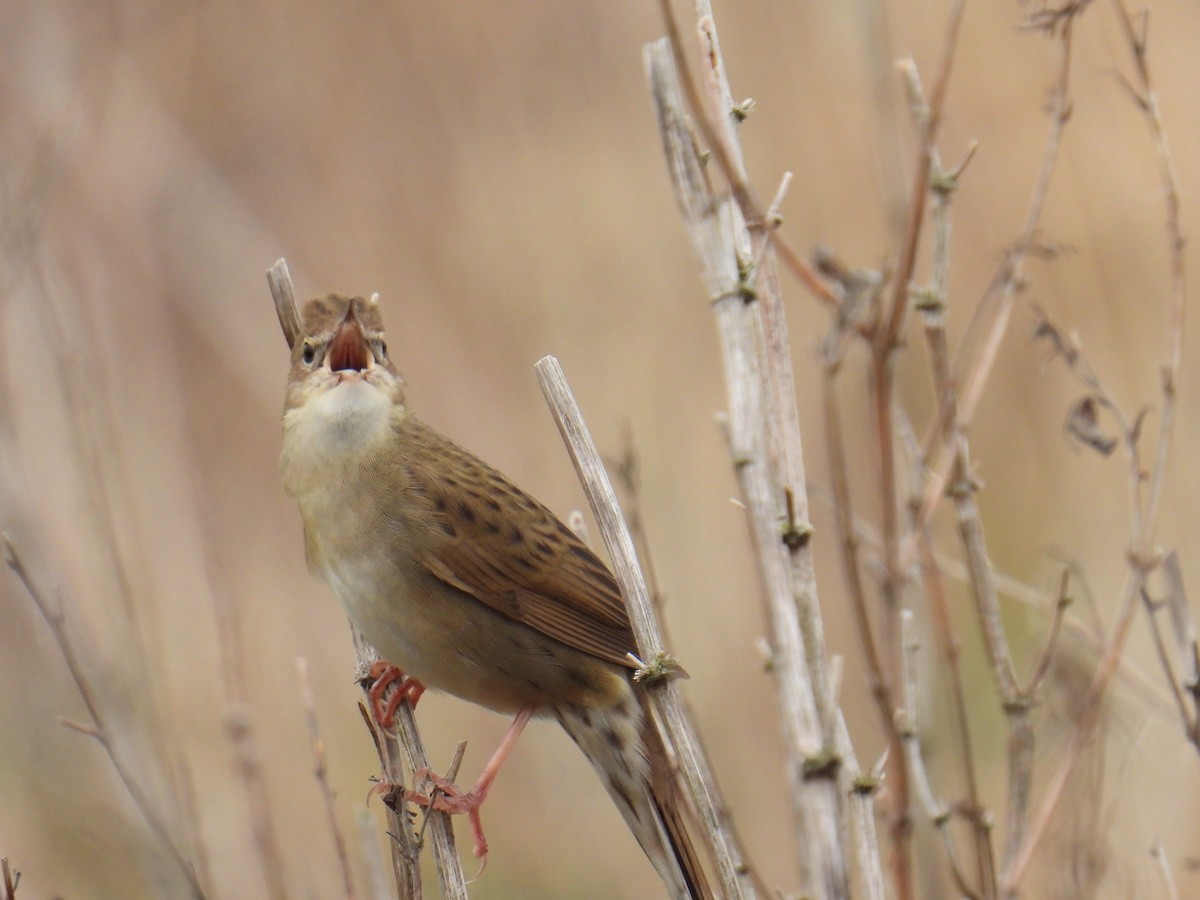 חרגולן מנומר - ML645619464