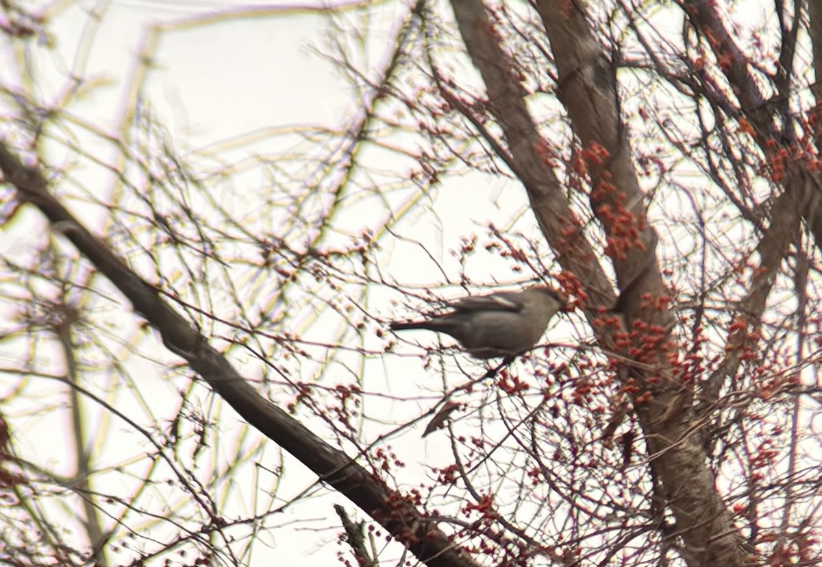 Pinu-gailupa - ML645619465