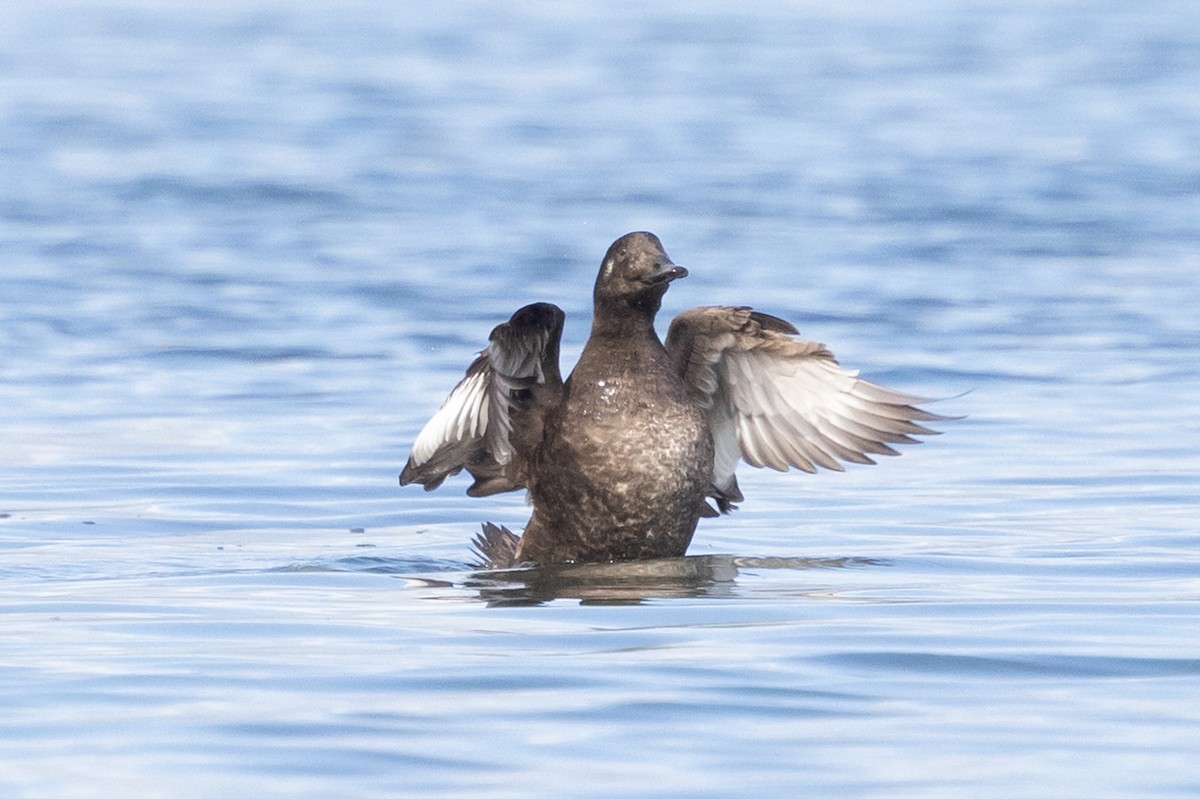 White-winged Scoter - ML645619470