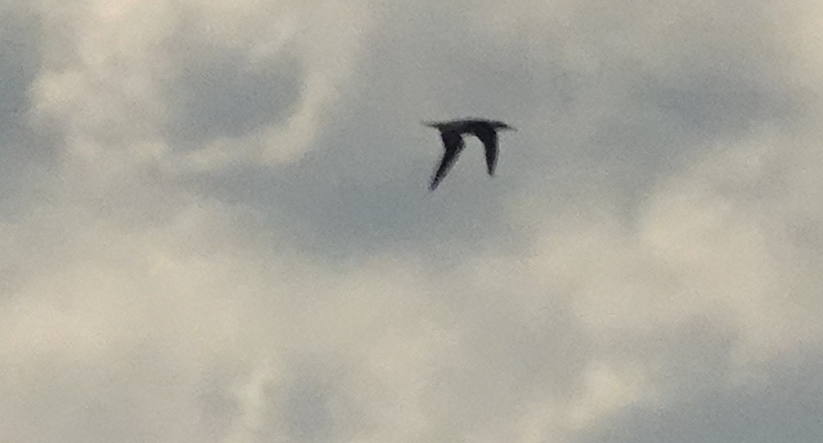 Сула атлантична - ML645619471