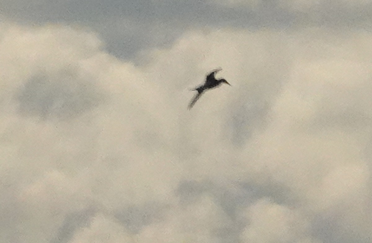 Сула атлантична - ML645619472