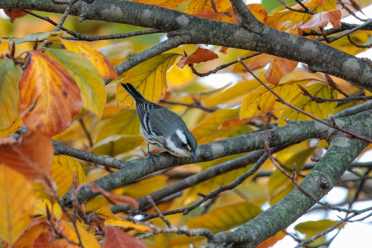 Black-throated Gray Warbler - ML645619482