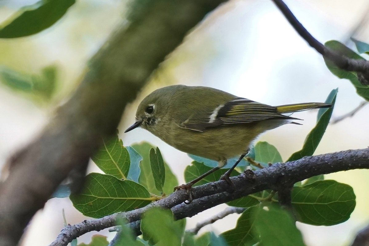 Золотомушка рубіновочуба - ML645619483