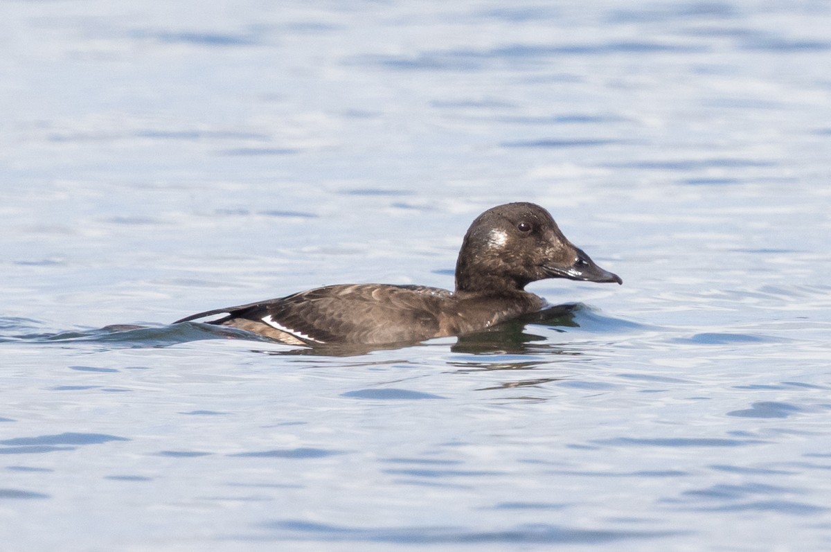 Турпан горбатодзьобий - ML645619484