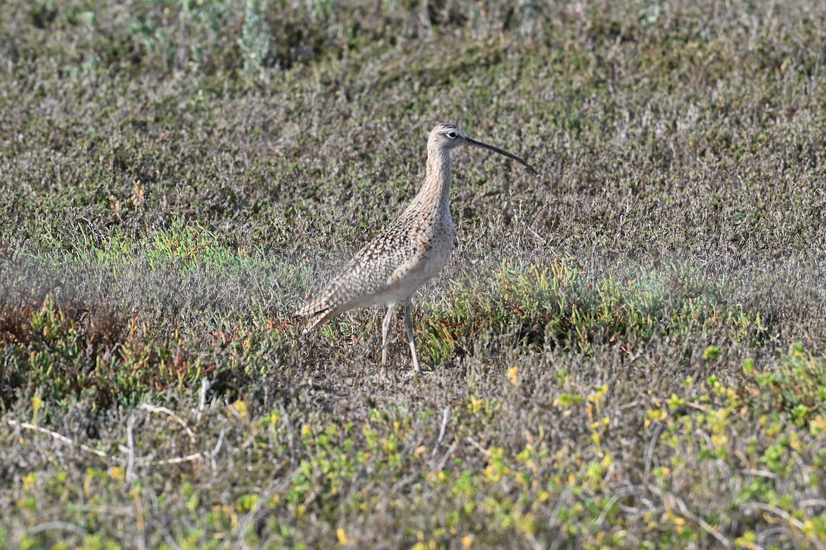Кульон американський - ML645619485