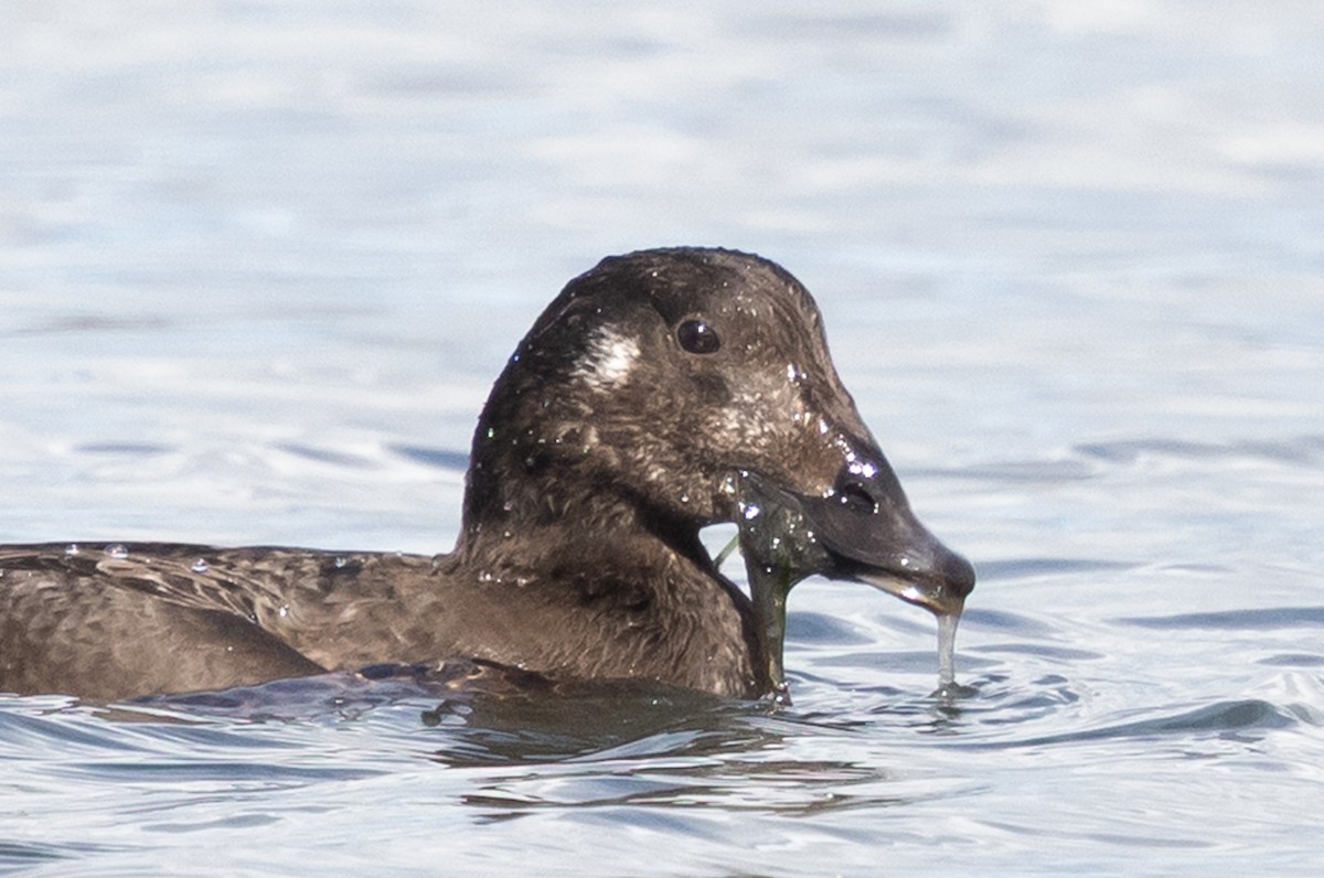 Турпан горбатодзьобий - ML645619486