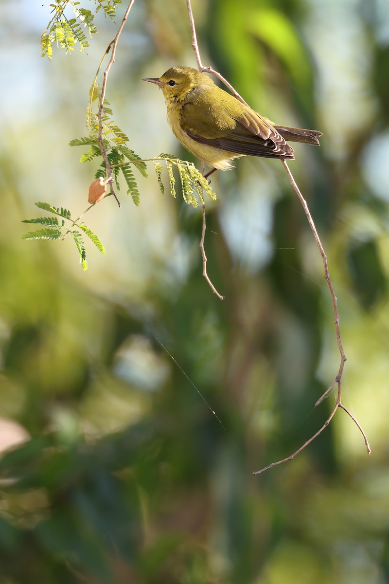 Червоїд світлобровий - ML645619487